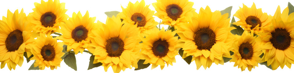 Wall Mural - row of sunflowers banner isolated on transparent background - floral design element PNG cutout