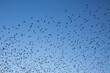 © Tasha Van Zandt - Murmuration flock of birds fly in the blue sky