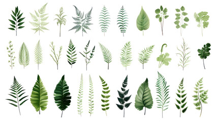 Wall Mural - Set of beautiful tropical leaves exotic tropical leaves Perfect for holiday decorations, greeting cards, brochures or posters on a transparent background. Isolated.