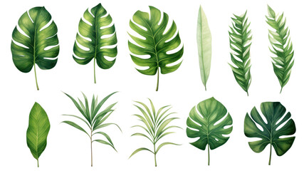 Wall Mural - Set of beautiful tropical leaves exotic tropical leaves Perfect for holiday decorations, greeting cards, brochures or posters on a transparent background. Isolated.