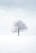 A Tree In A Snowy Field
