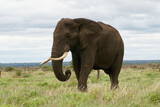 Fototapeta Sawanna - An older bull Elephant shows off his tusks