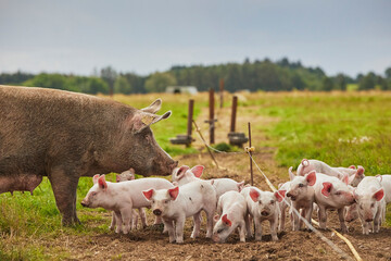 Wall Mural - Eco pig farm in the field in Denmark