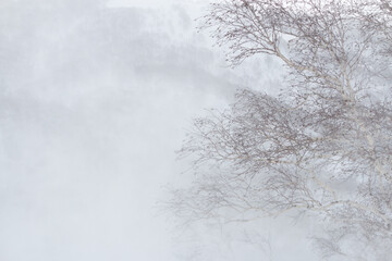 Wall Mural - birch tree in a winter snow blizzard