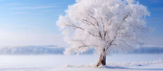 ice-covered maple tree in canada after a storm.