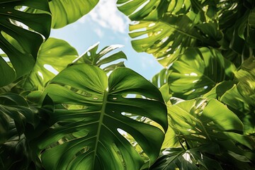 Wall Mural - Banana leaves, palmas. Tropical leaves. Seamless pattern on isolated white background.