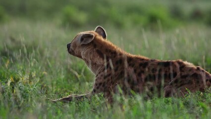 long lens of a hyena (crocuta crocuta) resting on the grassland while scanning the surroundings duri