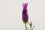 Fototapeta Lawenda - Jeden izolowany fioletowy kwiat lawendy francuskiej z bliska 