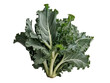 Kale plant isolated on png background