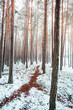 Hiking path in deep forest. Winter, snowe covered trees. Winter forest landscape.