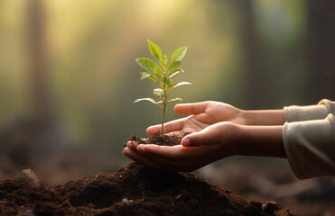 Wall Mural - a person holding a small plant in their hands in the dirt in the woods with sunlight shining through the trees, green, environmental art, generative ai