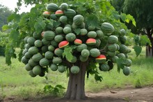 Whimsical Tree Bearing Large Watermelons, A Fantastical Scene Where Nature Takes On A Delightful And Magical Form. Blend The Ordinary With The Extraordinary, Evoking A Sense Of Wonder And Enchantment.
