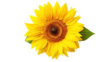 Sunflower Isolated On Transparent Background, PNG Image With Background Removed, Created With Generative Ai Technology.