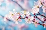 Fototapeta Kwiaty - blossom in spring