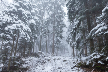 Wall Mural - Beauitiful snowy winter forest trees with fog.