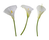 three isolated flowers of white calla