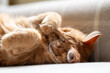 Ginger tabby maine coon kitten tomcat asleep on a couch