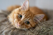 Innocent looking ginger tabby maine coon kitten tomcat