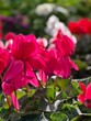 hot pink cyclamen plant, bright flowers in winter, greenhouse, indoor plant for winter garden, foliage, close up