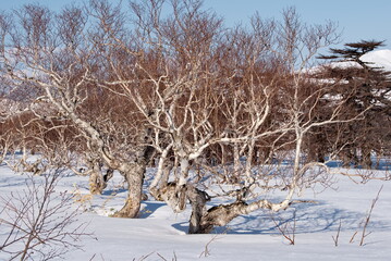 Wall Mural - Russia. Far East, Iturup Island. The bizarre clumsiness of the stone birch, which lives only in Kamchatka and the Kuril Islands, is formed due to constant winds from the Pacific Ocean.