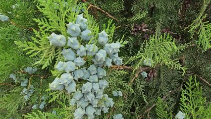 Wall Mural - green thuja tree with young fruits, close-up