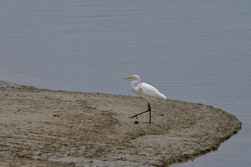 Sticker - Grande Aigrette - Ardea alba - Egretta alba - oiseaux,
