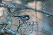Coal tit or cole tit (Periparus ater) perched on a branch in winter