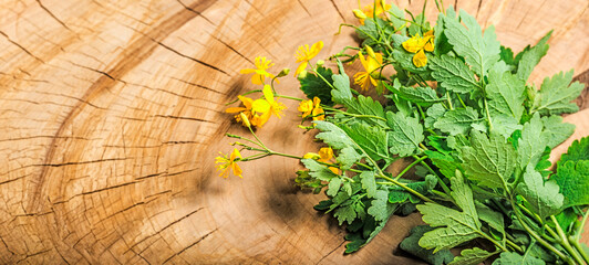 Poster - Greater celandine, Chelidonium majus