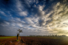 Lone Tree In A Field, Mandrogne, Alessandria, Piedmont, Italy