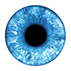 blue eye iris - human eye
