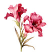 Gladiolus flower, watercolor clipart illustration with isolated background