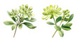 Mediterranean spurge Flower, watercolor clipart illustration with isolated background