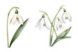 Galanthus nivalis Flower, watercolor clipart illustration with isolated background