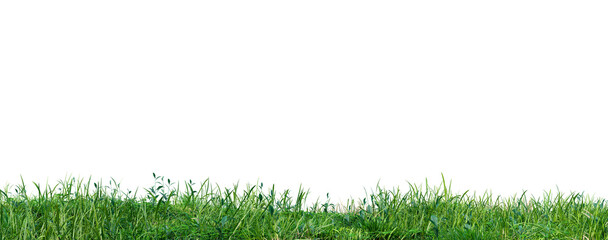 Aufkleber - Grass field meadow row PNG transparent background, 3d illustration rendering 