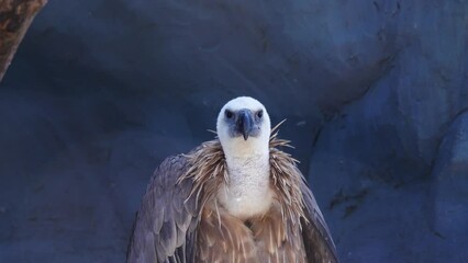 Poster - griffon vulture in natural habitat