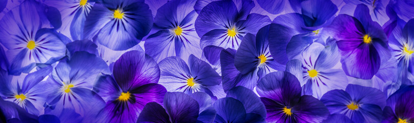 Wall Mural - pansy flower close up - flower background