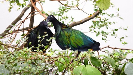 Sticker - two Nicobar pigeon or Nicobar dove in natural habitat