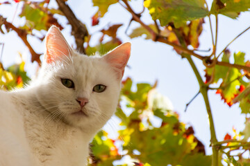 Wall Mural - Low-angle view of a cute white cat looking at the camera.