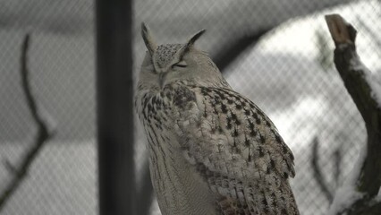 Eurasian eagle owl in zoo