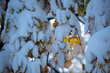 pokryte śniegiem liście w złotym kolorze na gałęzi drzewa, podświetlone promieniami słońca