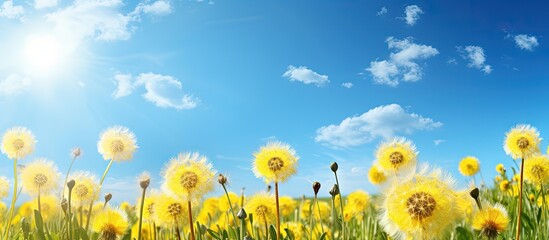 Aufkleber - Yellow dandelions and blue sky in a field Copy space image Place for adding text or design