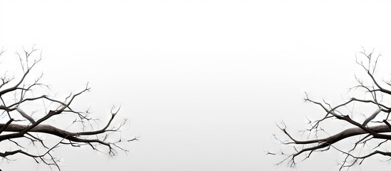 Poster - White background highlights tree branches Copy space image Place for adding text or design