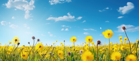 Aufkleber - Yellow dandelions and blue sky in a field Copy space image Place for adding text or design