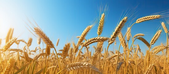 Poster - Yellow wheat ripe under blue sky before harvest Copy space image Place for adding text or design