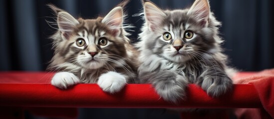 Poster - Two adorable Maine Coon kittens in red and gray resting on a play stand Copy space image Place for adding text or design