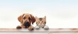 Store signboard template with cat and dog on white background Copy space image Place for adding text or design