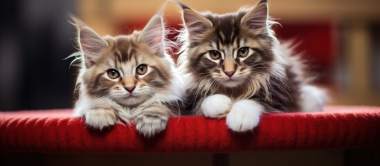 Poster - Two adorable Maine Coon kittens in red and gray resting on a play stand Copy space image Place for adding text or design