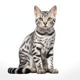 Fototapeta Koty - Egyptian Mau Cat