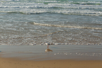 Seagull on the sandy beach