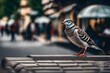 pigeon on the street